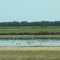 Cranes on the water