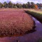 Cranberrys Bogs