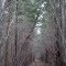 path
