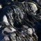 Cohasset Seaweeds