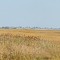 Scituate Marsh