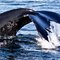 Boston Whale Watch 3