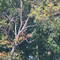 Early Autumn colours at Greenwell State Park