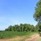 Soybean Field