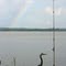 21 Century Great Blue Heron