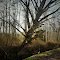 Witches Tree