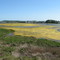 Assawoman Wildlife Area Observation Tower View Southeast