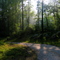 Dawn in the Woods