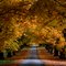 Golden Canopy