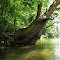 Big Tree on Deer Creek