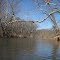 an upriver shot of a sycamore arching over the monocacy