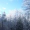Winter Trees