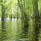 Flooded Saco River