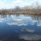 Brownfield Bog