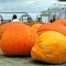 ...and here the largest pumpkins / ...und hier die groessten Kuerbisse