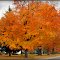 October Trees I / Bäume im Oktober I