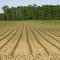 Corn lines (Bragg Rd, Petersburg, MI)