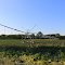 Soy Bean Field with Central Pivot Irrigation Sprinkler, ~18001 McCarty Road,Summerfield Township, Michigan