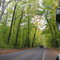 Warren Woods Forest Preserve