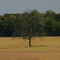Lonesome tree