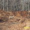 Surrey Township Deer