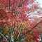Fall Colors