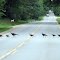 A family crossing Surrey Road
