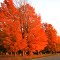 Autumn in Michigan