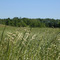 Open Field with Woods, Ham Lake, Minnesota