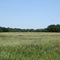 Field and Trees, Ham Lake, Minnesota