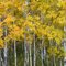 Aspen Trees (or are they Birch Trees?), Fish Lake Nature Trail, East Bethel, Minnesota