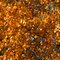 Birch leaves, East Bethel, Minnesota