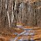 Hardwoods and Trail, Gordie Mikkelson Wildlife Management Area, East Bethel, Minnesota
