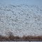 Snow Geese taking flight