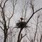 Bald Eagle on the nest