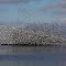 Snow Goose, Squaw Creek NWR
