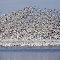 Snow Geese, Squaw Creek NWR