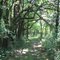 Byron Shutz Nature Trail - Old Fencerow