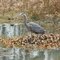 Great Heron