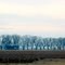 Lined Up and Bare - Winter Pecan Trees Along New 61