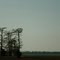 Secret Meeting - Trees on Delta Field