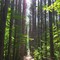 The Trail