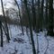 Plainwell small trees