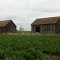 Old Barns in Alfalfa Field