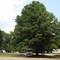 Looking east, a VERY big tree