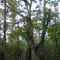 champion Bald Cypress tree