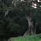 Cat Island Cypress