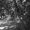 Oaks