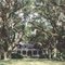 Catalpa plantation, Live Oaks planted in 1814, house built in 1885 (8-9-2000) scanned 35mm