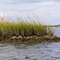 Oyster Beds Along Bear Island Paddle Trail